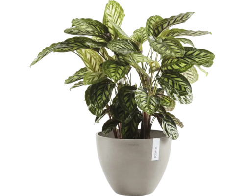 Calathea kamerplant in grijze Ecopots bloempot met gedessineerde bladeren.