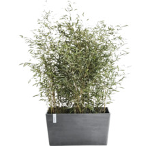 Bamboestruik in een grijze, rechthoekige plantenbak voor tuin, terras of balkon.