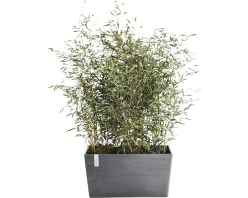 Bamboestruik in een grijze, rechthoekige plantenbak voor tuin, terras of balkon.