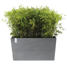 Rechthoekige grijze plantenbak met dichte groene bamboe.