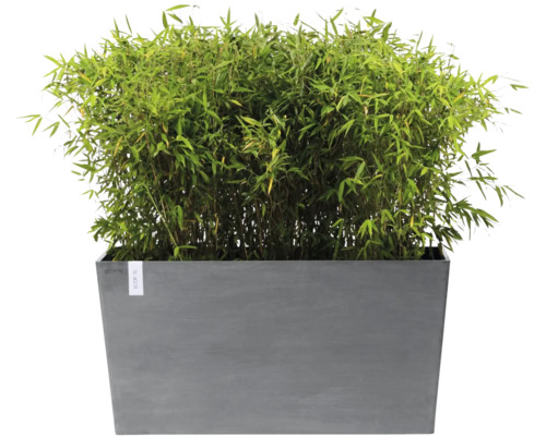 Rechthoekige grijze plantenbak met dichte groene bamboe.