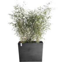 Groene bamboe in een grote, donkere, rechthoekige plantenbak.