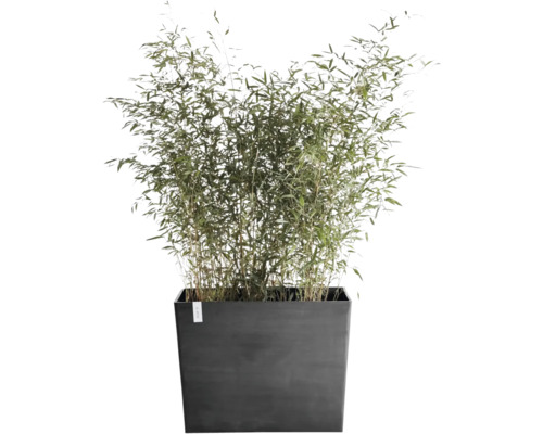 Groene bamboe in een grote, donkere, rechthoekige plantenbak.