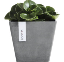 Vierkante Ecopots bloempot met steenlook en een groene kamerplant.