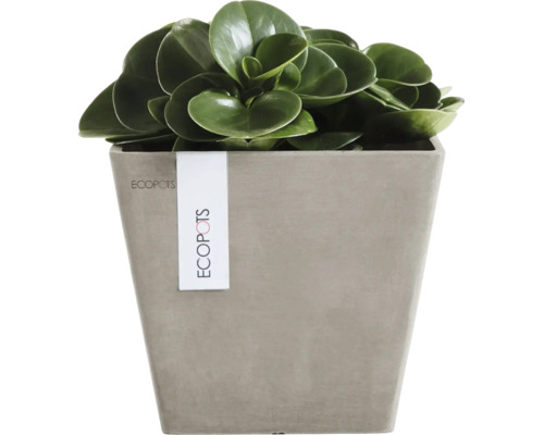 Vierkante Ecopots plantenbak in steenlook met groene kamerplant.
