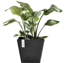 Strelitzia kamerplant in een vierkante donkere Ecopots plantenbak.