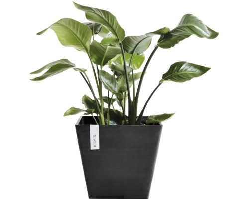 Strelitzia kamerplant in een vierkante donkere Ecopots plantenbak.