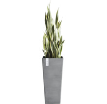 Kamerplant Sansevieria in een hoge grijze Ecopots plantenbak.