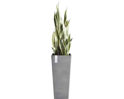 Kamerplant Sansevieria in een hoge grijze Ecopots plantenbak.