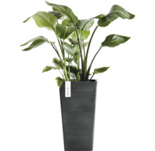 Strelitzia plant in een hoge donkergrijze ECOPOTS plantenbak.