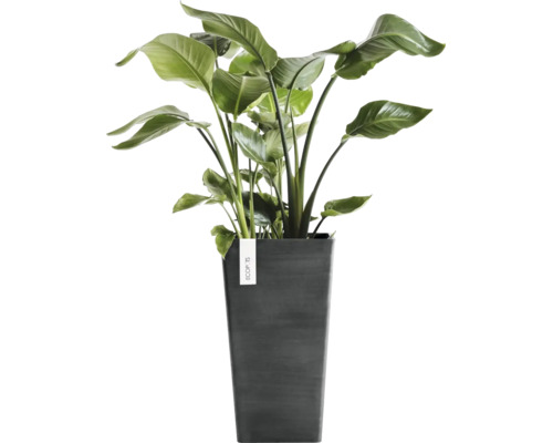 Strelitzia plant in een hoge donkergrijze ECOPOTS plantenbak.