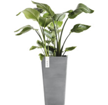 Strelitzia Nicolai kamerplant in een hoge grijze vierkante bloempot van kunststof van Ecopots.