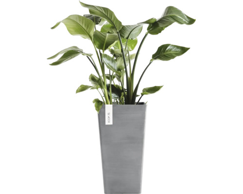 Strelitzia Nicolai kamerplant in een hoge grijze vierkante bloempot van kunststof van Ecopots.
