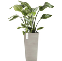 Strelitzia Nicolai kamerplant in een hoge grijze plantenpot van Ecopots.