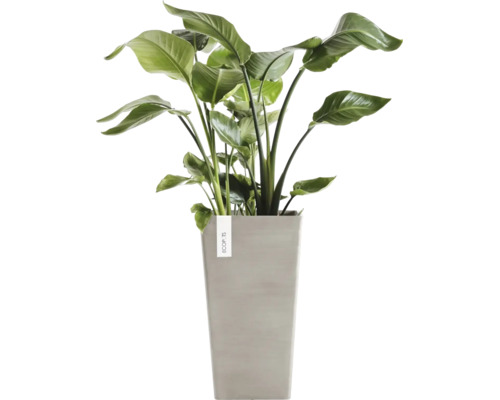 Strelitzia Nicolai kamerplant in een hoge grijze plantenpot van Ecopots.