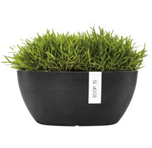 Ovale zwarte ECOPOTS plantenschaal met groene plant.