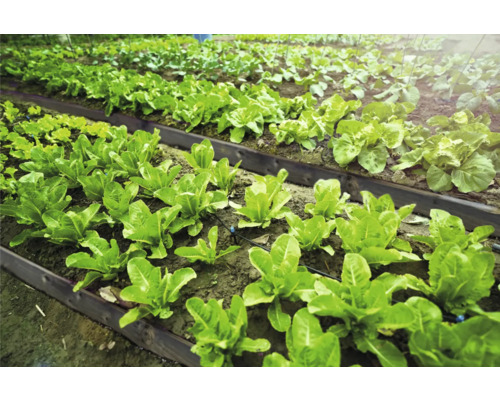 Groentetuin met aangelegde bedden en verschillende soorten sla