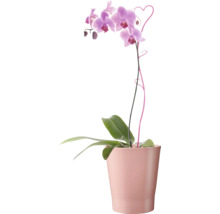 Orchidee in een pot