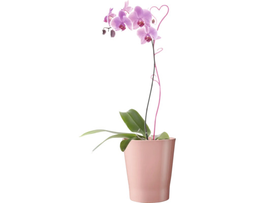 Orchidee in een pot