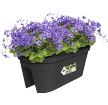 Bloembak met paarse madeliefjes