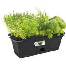 Zwarte plantenbak met diverse kruiden