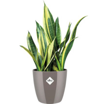 Sansevieria in pot