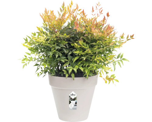 Hemelse bamboe in plantenbak