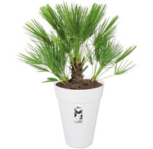Hennep palm in witte bloempot van Elho