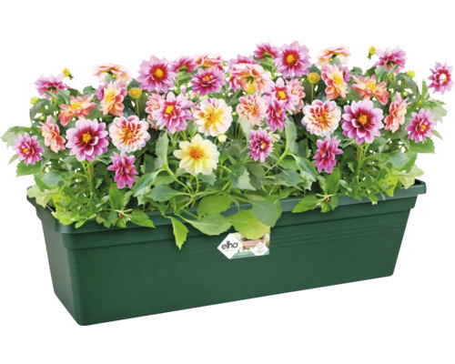 Dahlia's in een groene plantenbak