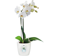 Witte orchidee in een witte sierpot