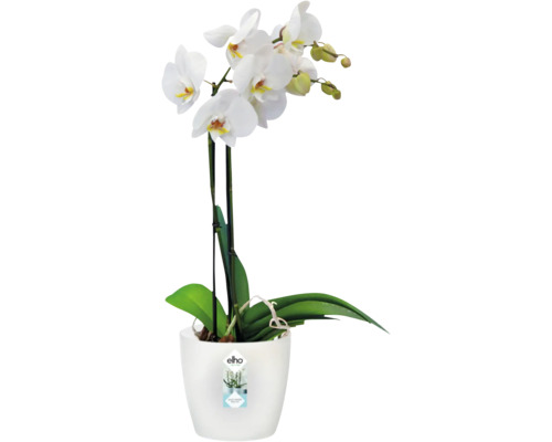 Witte orchidee in een witte sierpot