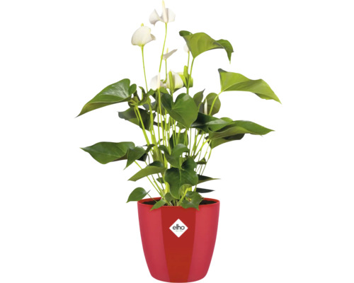Anthurium in pot