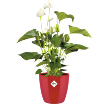 Anthurium plant in pot