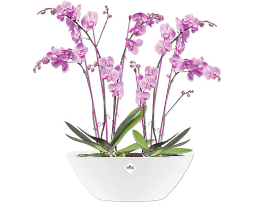 Orchidee in een witte Elho plantenbak