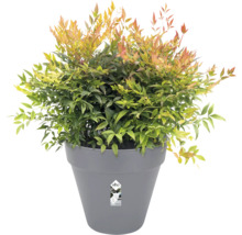 Hemelse bamboe in grijze plantenpot