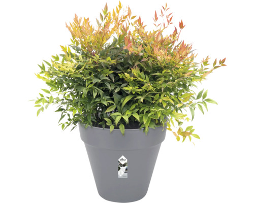 Hemelse bamboe in grijze plantenpot