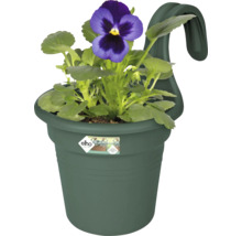 Hangende pot met viooltjesbloem en Elho Logo