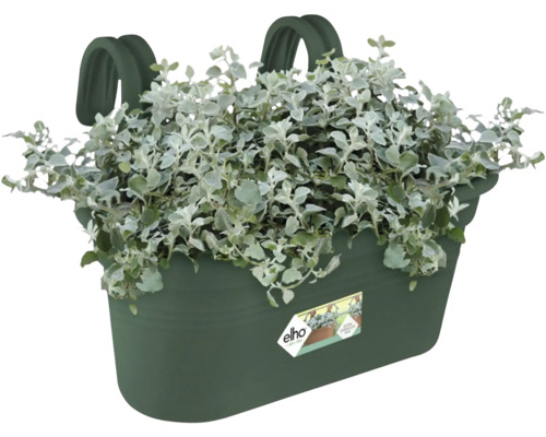 Balkonbak beplant met zilverblad