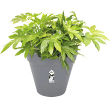 Kameraralia in pot