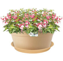 Fuchsia in bloempot met schotel