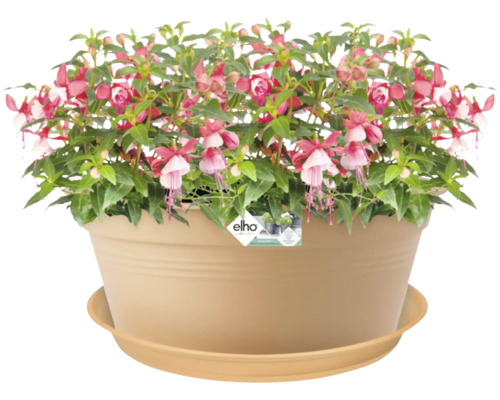 Fuchsia in bloempot met schotel