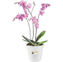 Orchidee in een witte pot