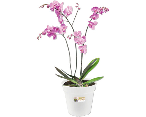 Orchidee in een witte pot