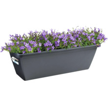 Bloembak met paarse klokjesbloemen