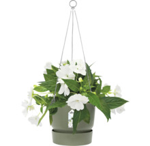 Hangende plantenbak met witte bloemen en groene bladeren in een pot