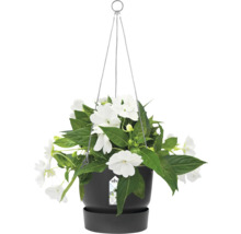 Hangpot met witte bloemen in een pot