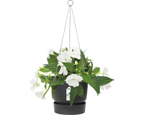 Hangpot met witte bloemen in een pot