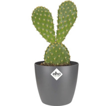 Cactus in bloempot met Elho logo