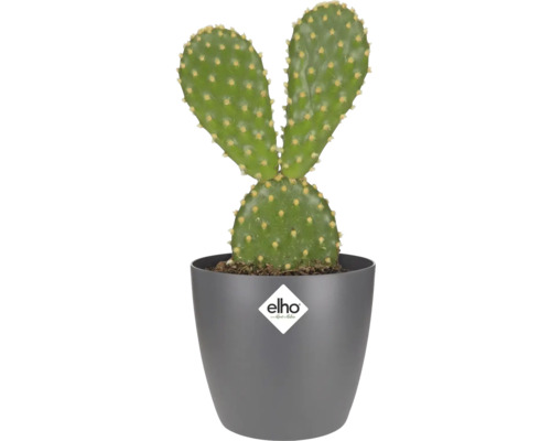 Cactus in bloempot met Elho logo
