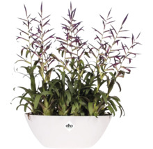 Bromelia arrangement in witte Elho plantenbak